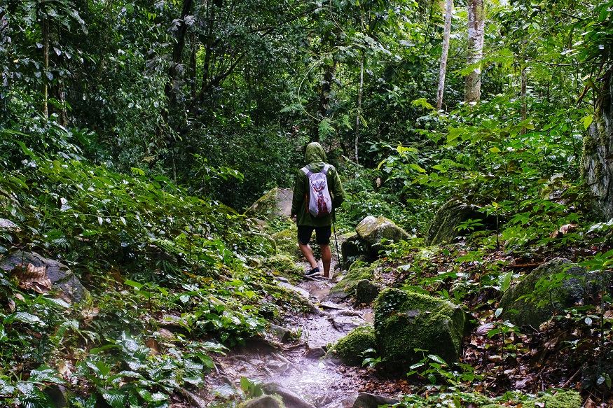 Personas caminando por senderos rodeados de palmeras de cera